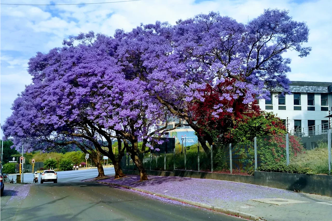 Johannesburg: City of Jacaranda joy! See here [photos]