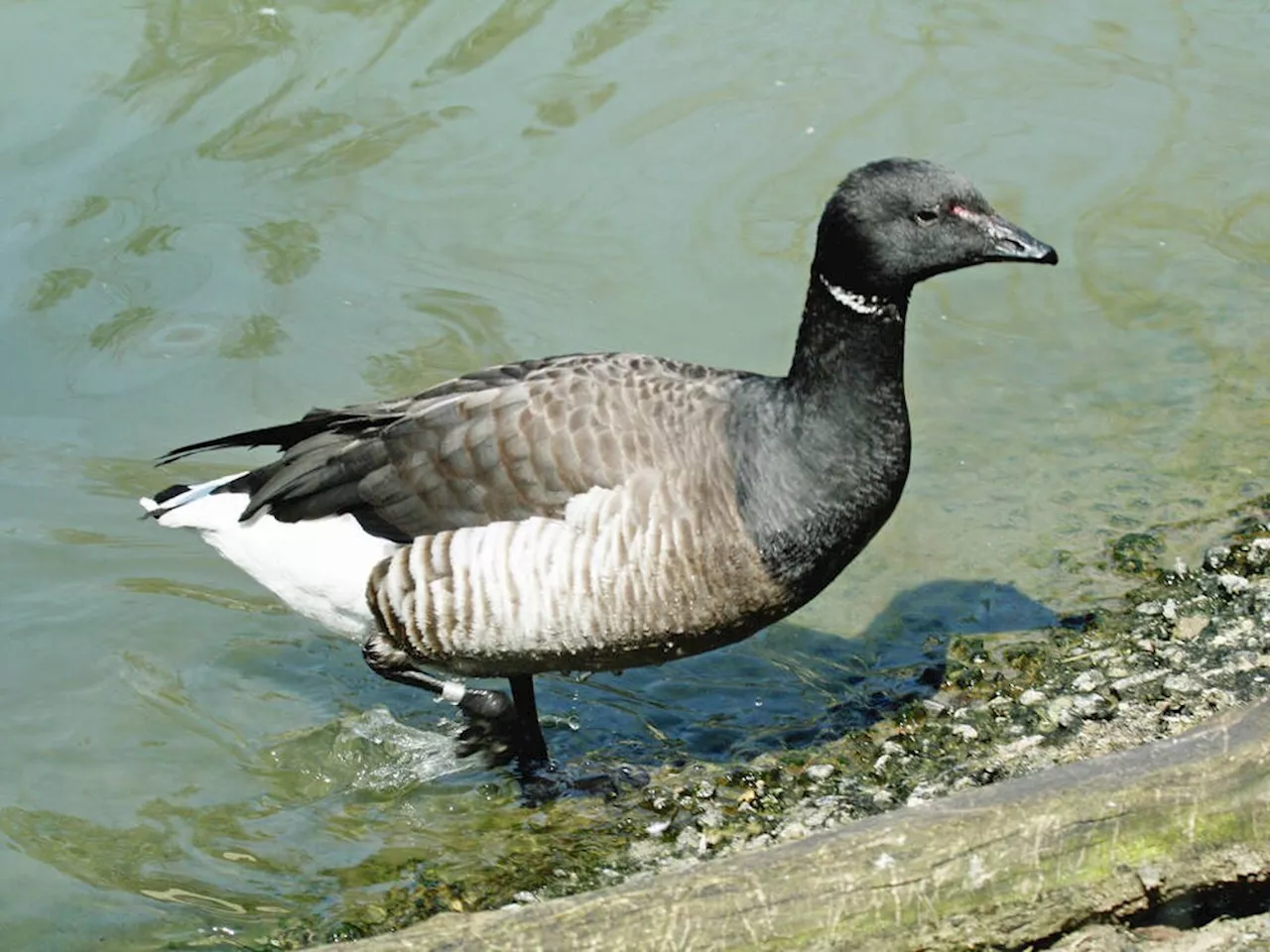 Victoria Harbour Migratory Bird Sanctuary Celebrates 100 Years