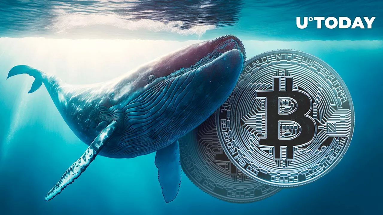 Bitcoin (BTC) Whales Aggressively Accumulating: On-Chain Data