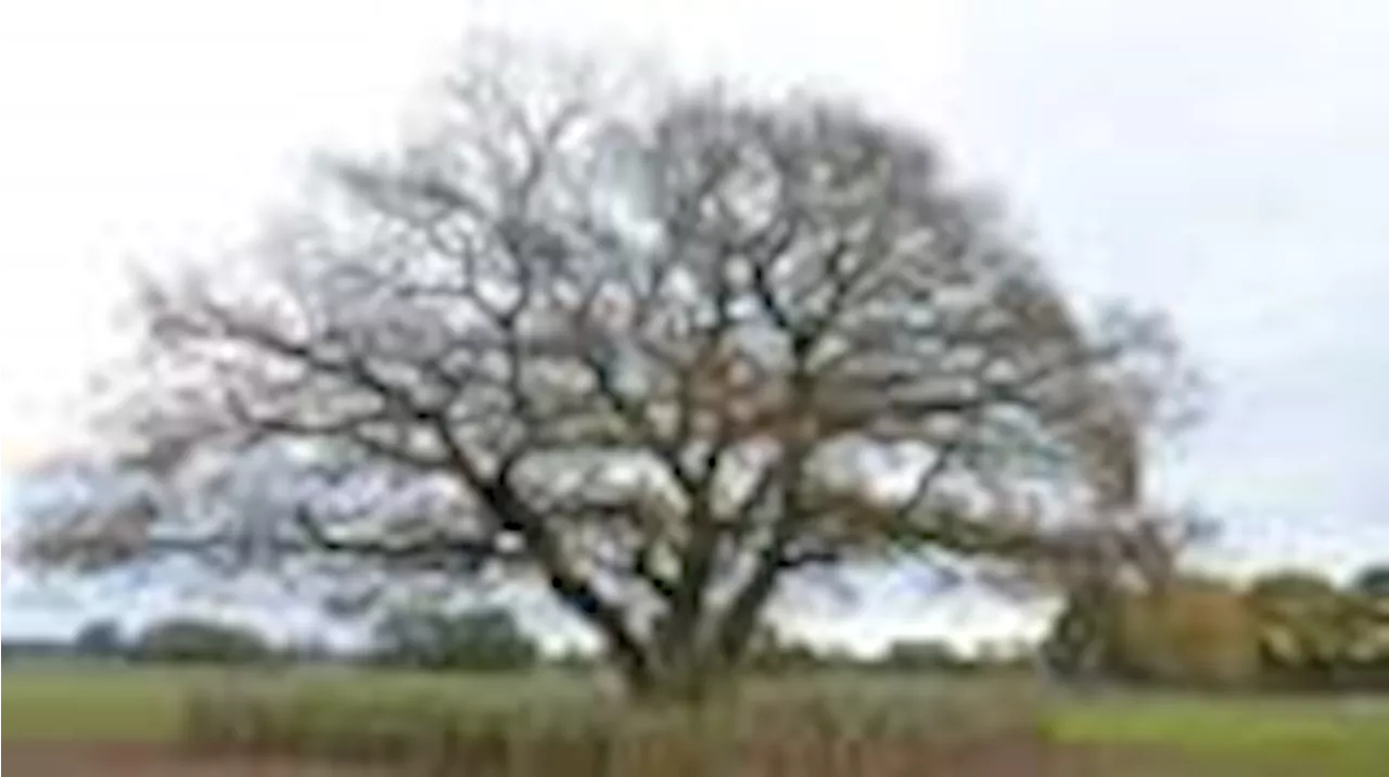 Außergewöhnlicher Baum in Tarmstedt als Naturdenkmal aufgenommen