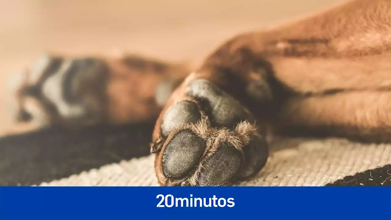 Dermatitis y heridas, entre los problemas más comunes que pueden tener nuestros perros en sus almohadillas