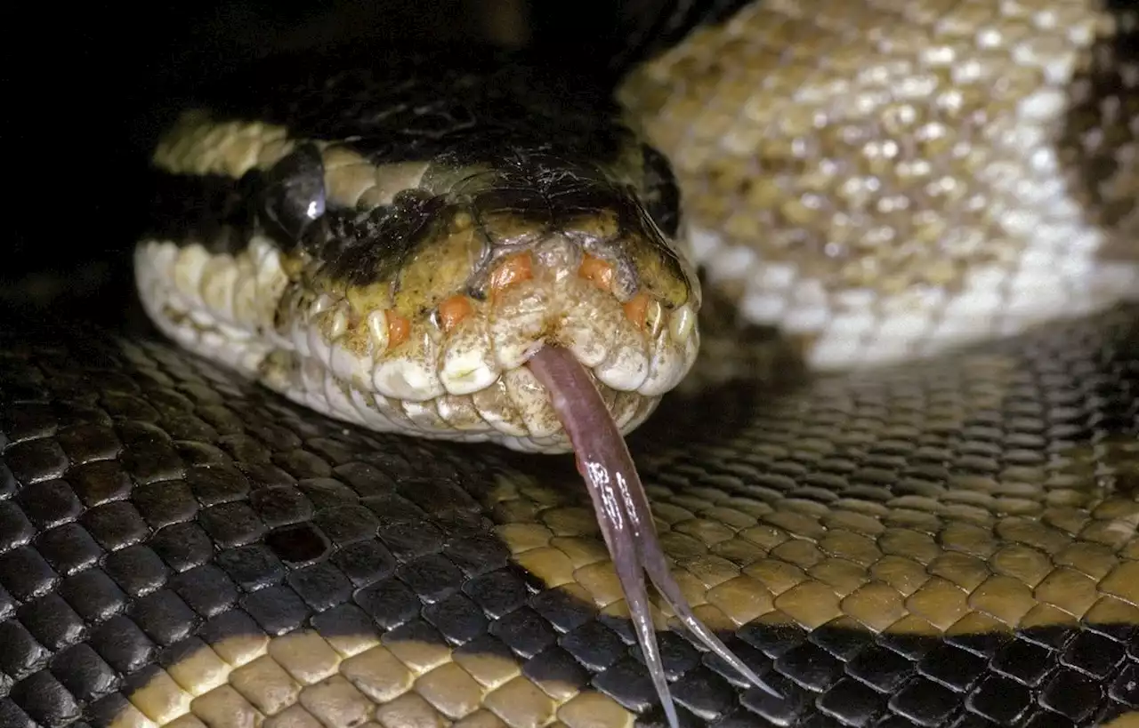 Un Toulousain tombe sur un python dans ses toilettes