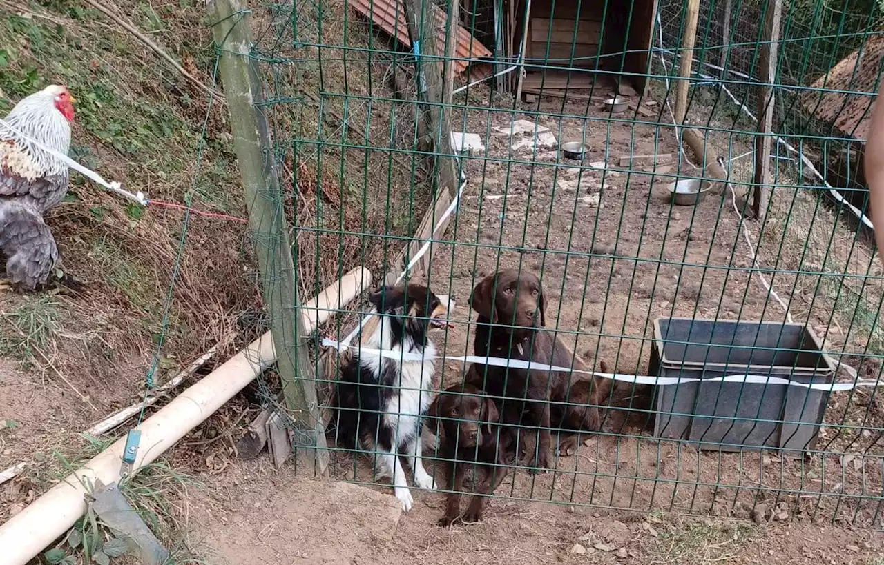 Vingt chiens détenus dans des conditions « déplorables » sauvés dans l’Aude