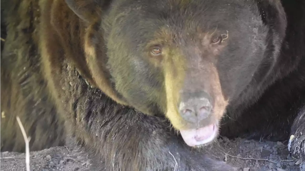 3 bears killed and dumped, Colorado man arrested