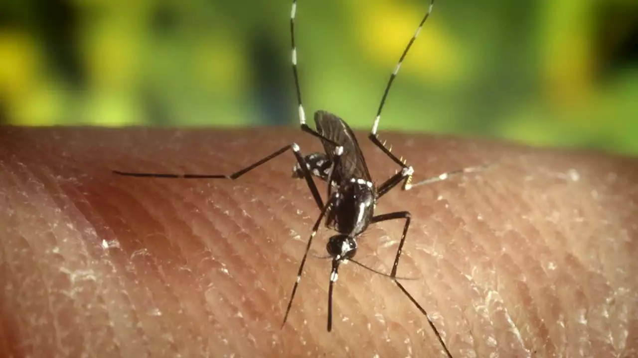 Pennsylvania woman dies of West Nile virus, 1st case in Pittsburgh area this year