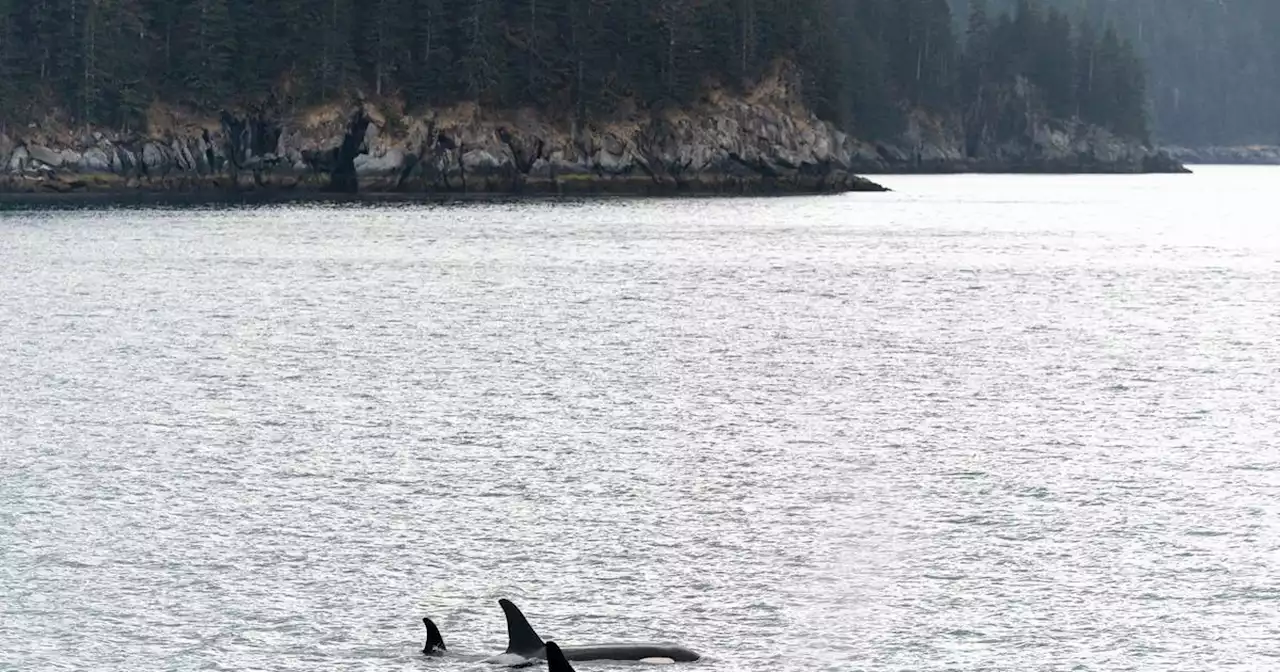 Trawl catch of killer whales brings new scrutiny to federal science behind Alaska take levels