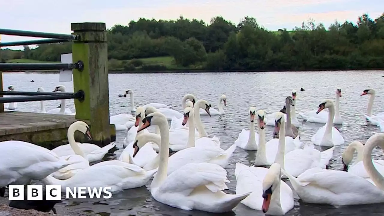 Swan shot dead in Sunderland's Herrington Country Park