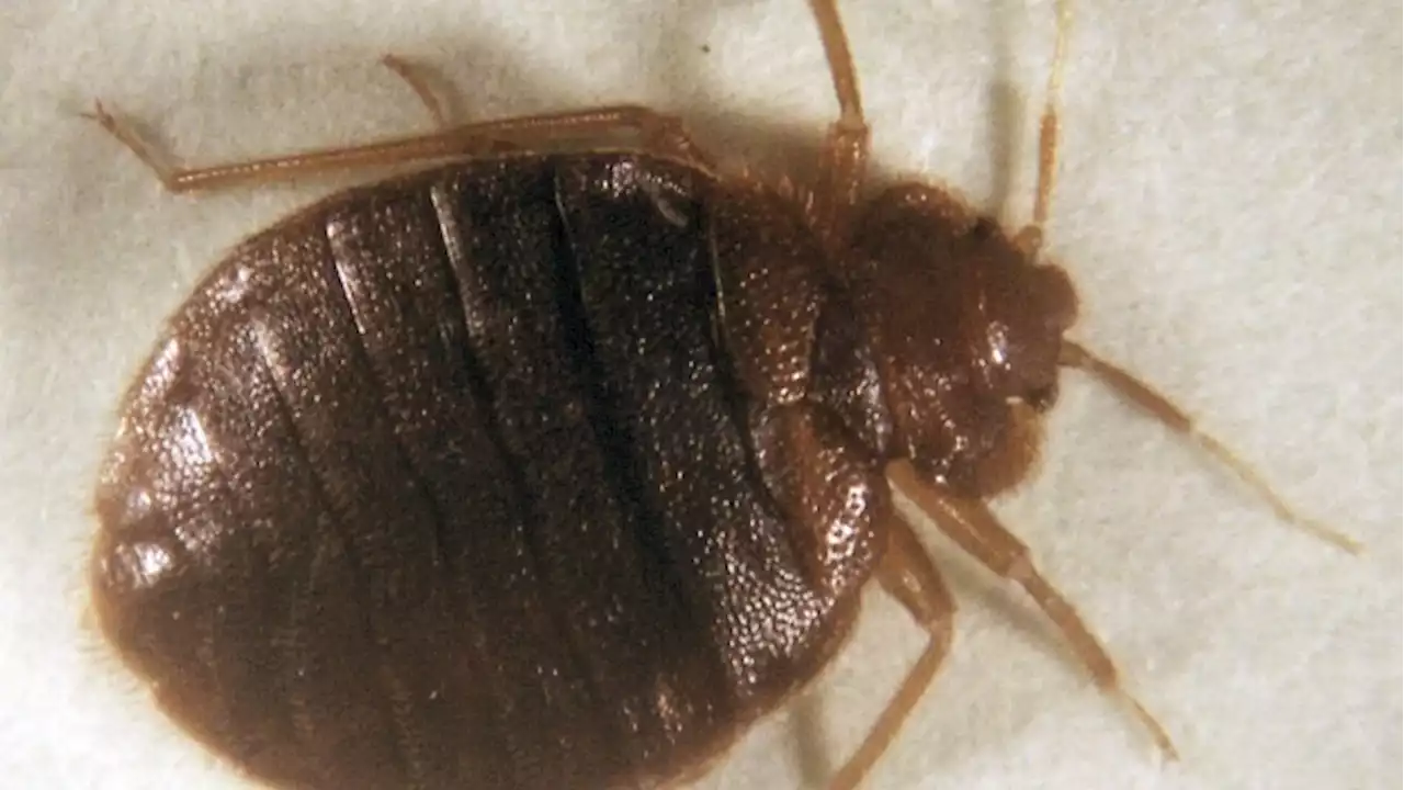 Bedbugs Are Becoming a Big Headache in Paris Ahead of Olympics