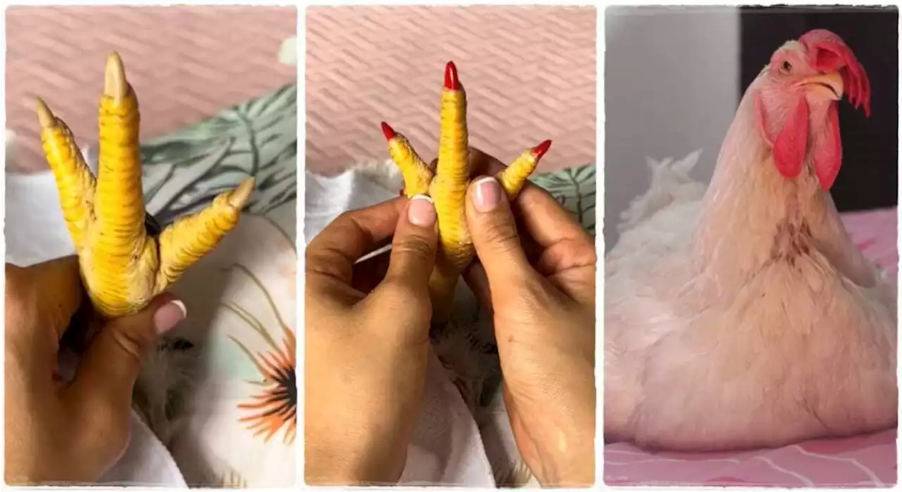 'The softer it is, the better.': Lady turns chicken into her female best friend