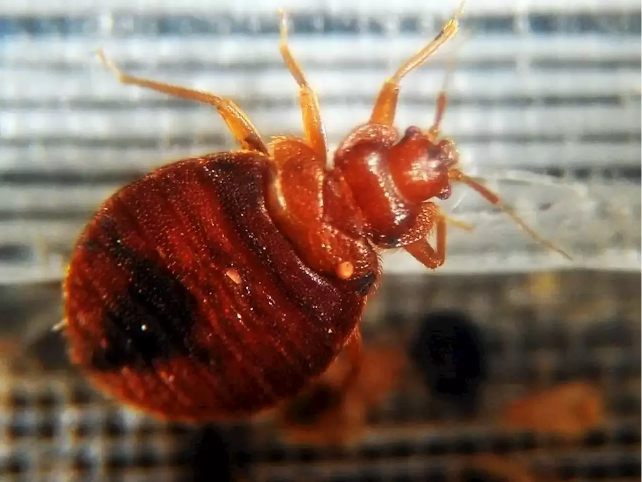 'NO ONE IS SAFE' Bedbugs torment Paris ahead of 2024 Olympics