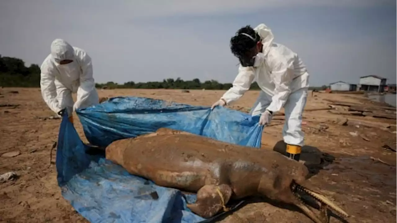 Soaring water temperatures, drought cited as 120 dead dolphins retrieved in Brazil's Amazon