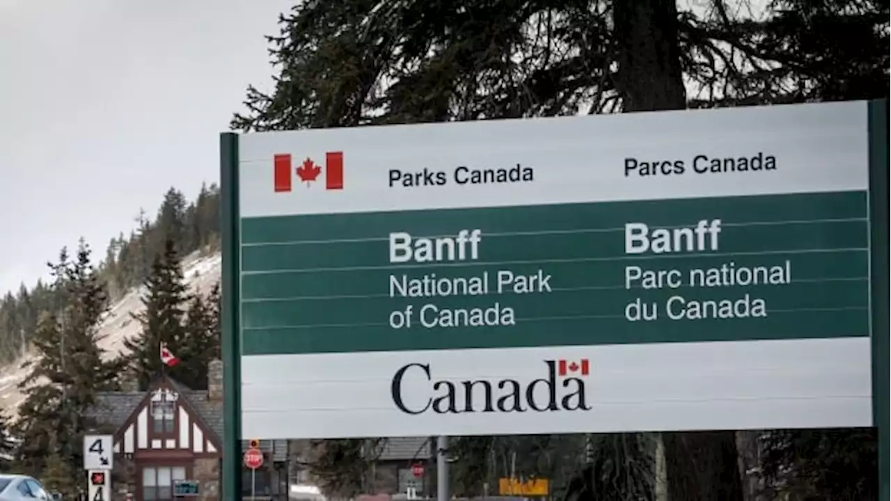 Bear that killed campers in Banff not previously known to Parks Canada