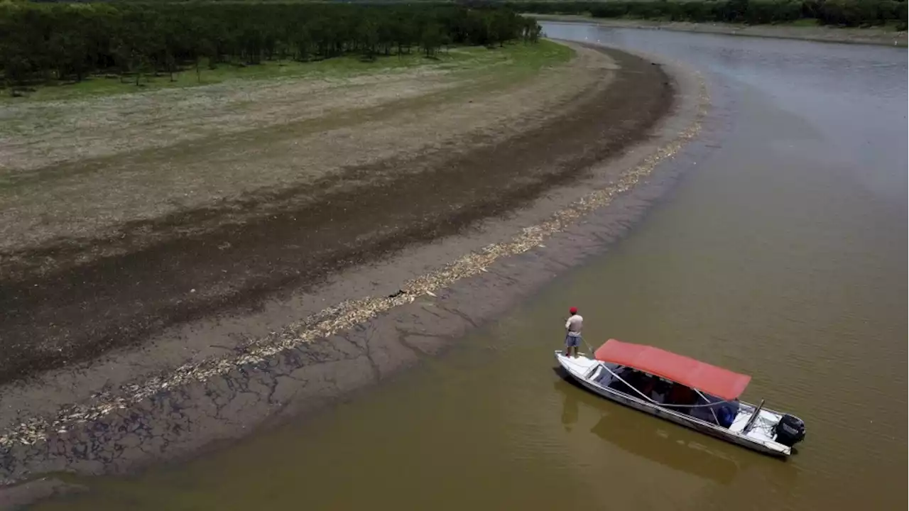 More than 100 dolphins found dead in Brazilian Amazon as water temperatures soar