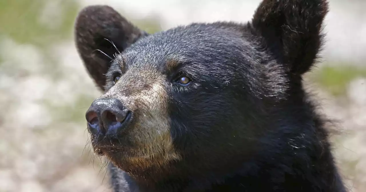 Howard man arrested on suspicion of illegally killing bear, two cubs