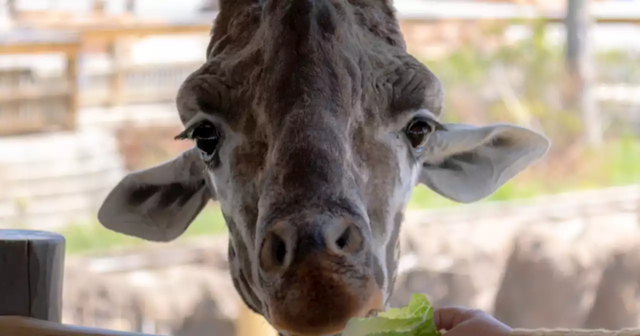 How educators can get into Utah's Hogle Zoo for FREE