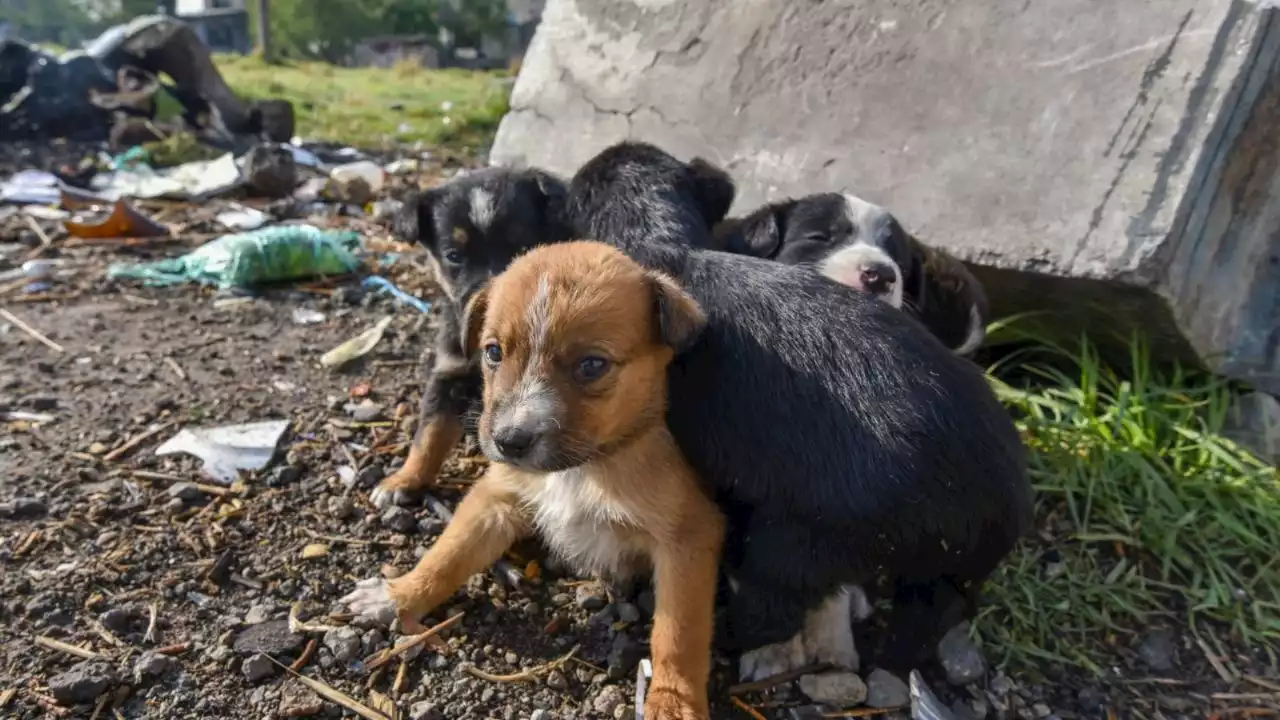 FUERTES IMÁGENES: hombre “recoge” perros callejeros y se los da de comer a sus mascotas