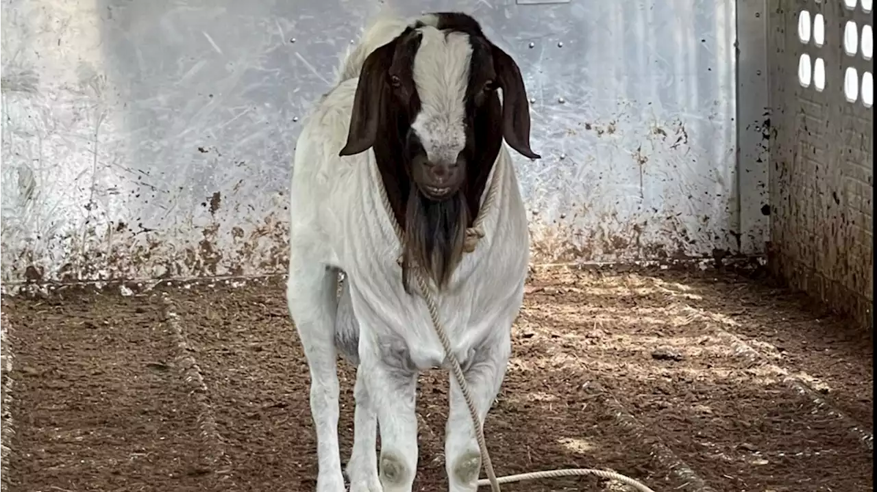 Goat found wandering in Comal County