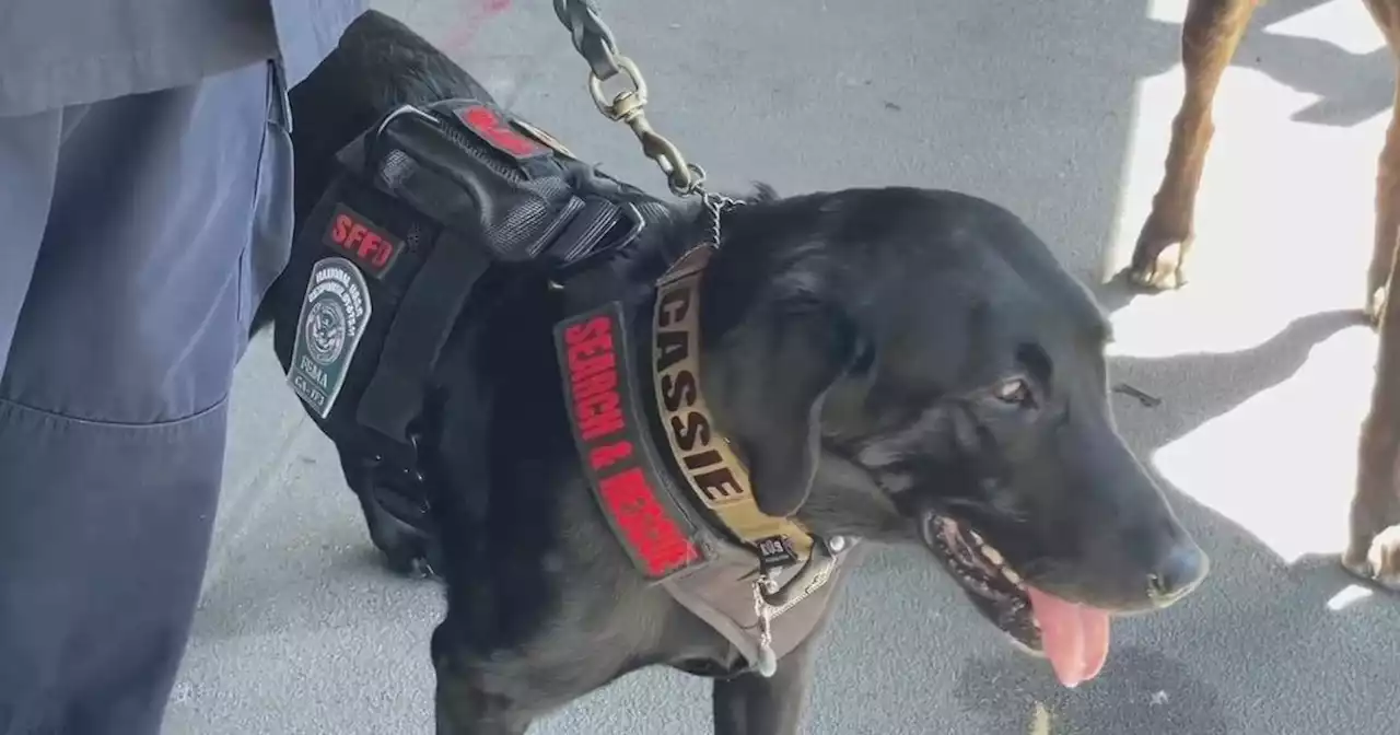 Search and rescue K9 shows familial bond with handler during Fleet Week disaster training