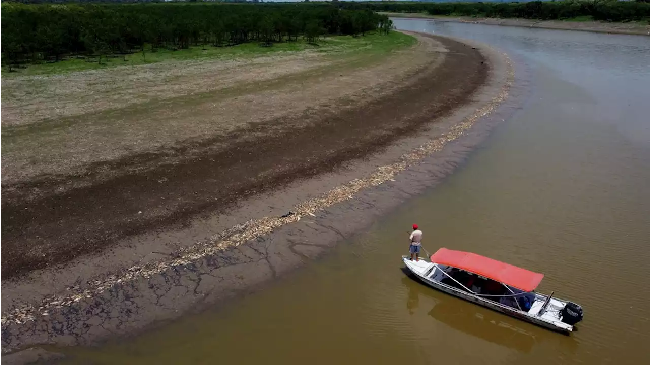 Amazon river temps near 100 degrees as more than 100 dolphins found dead