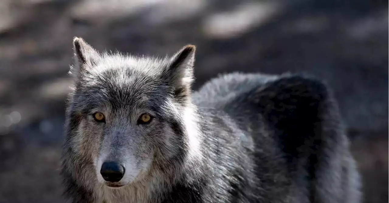 Un conducteur condamné après avoir tenté d'écraser un loup