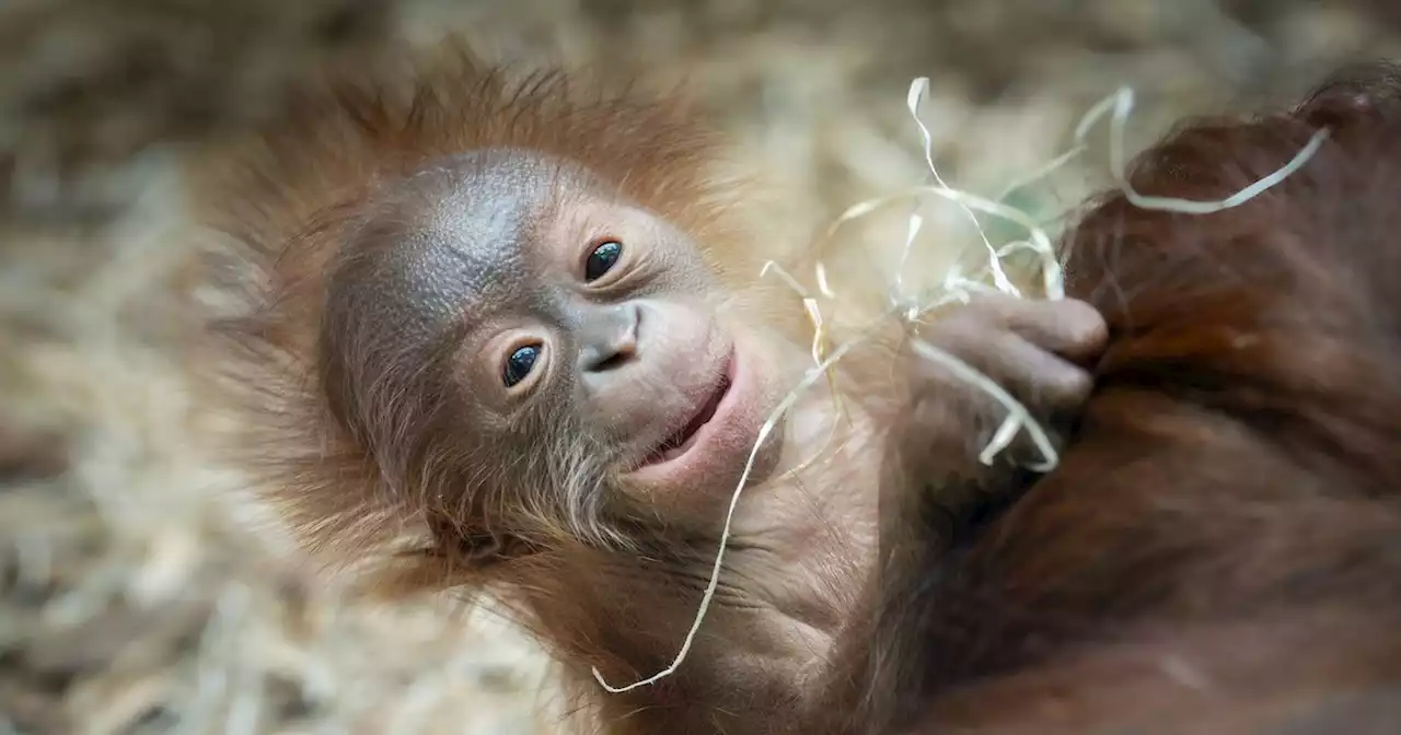 Blackpool Zoo's adorable baby orangutan is officially named