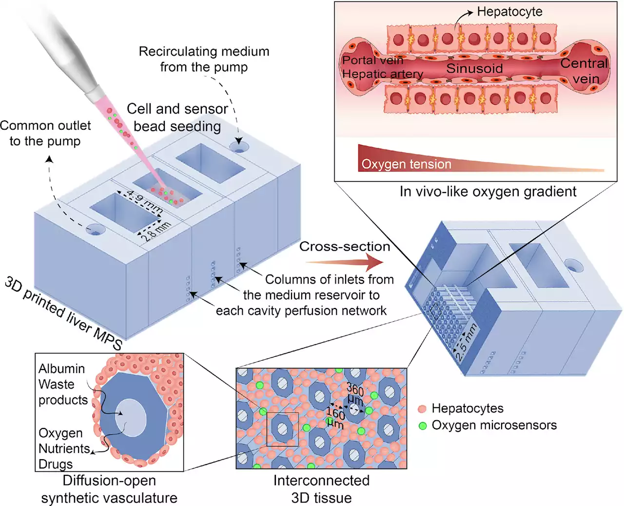 Mini livers recreate real environment for drug discovery