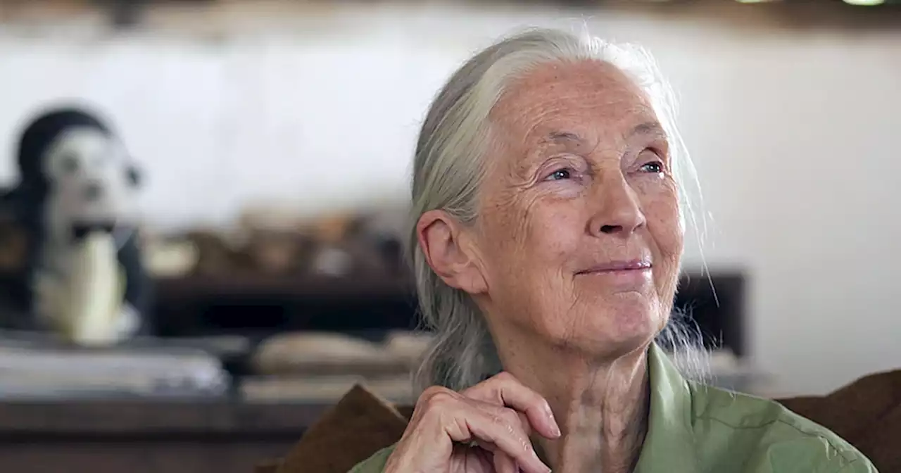 Jane Goodall: How I overcame being called 'just a girl'