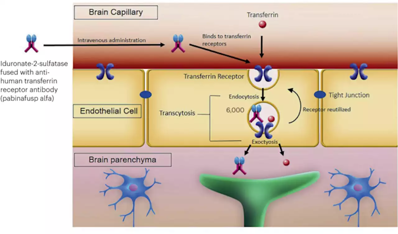 Drugs catch a ride through the blood–brain barrier - Nature Biotechnology