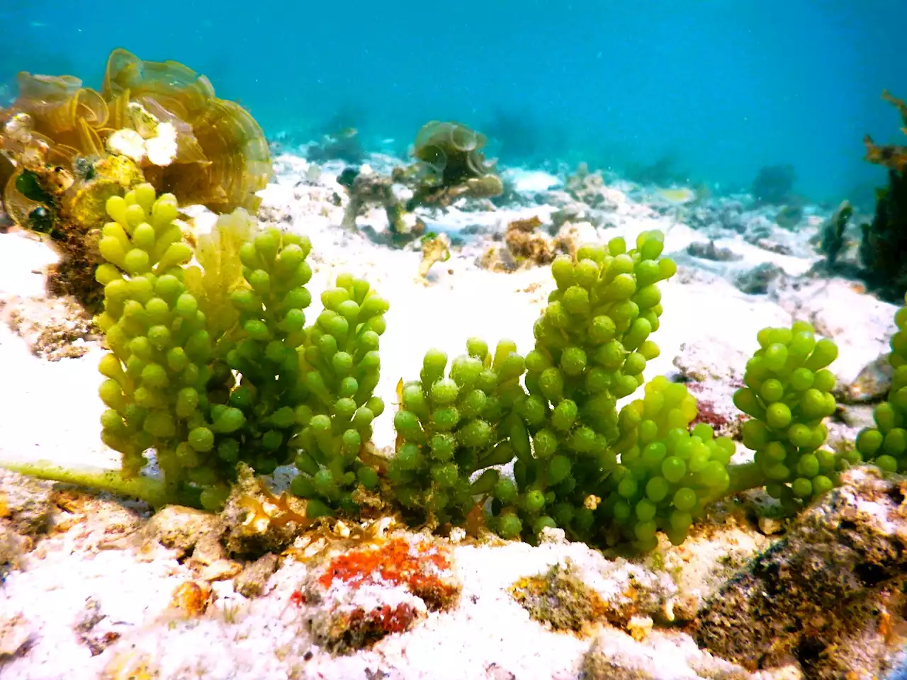 Could seaweeds be the superfood and medicine of the future?