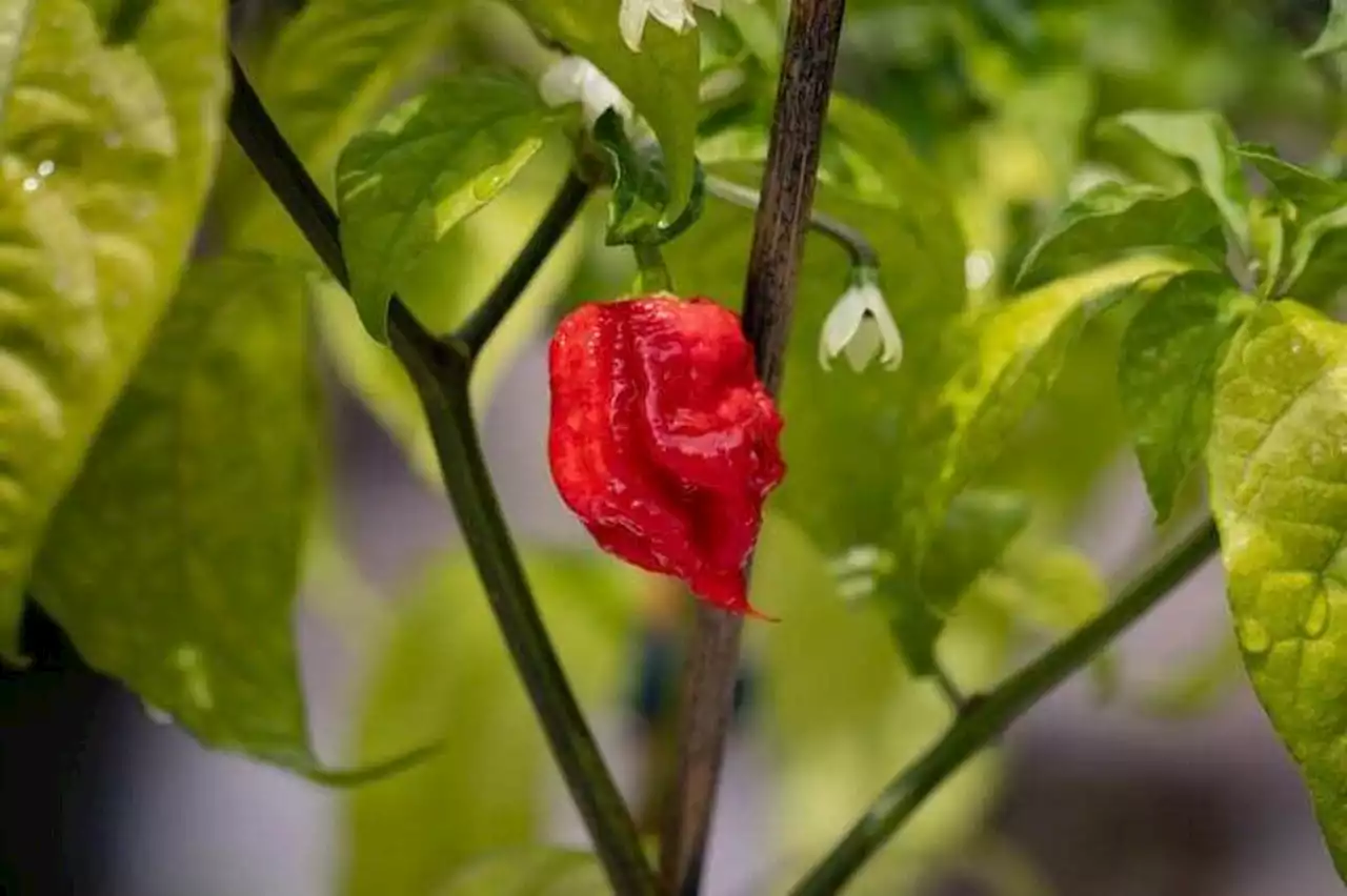 Un Canadien en a mangé 135, que sait-on du Carolina Reaper, le piment le plus fort au monde ? - Edition du soir Ouest-France