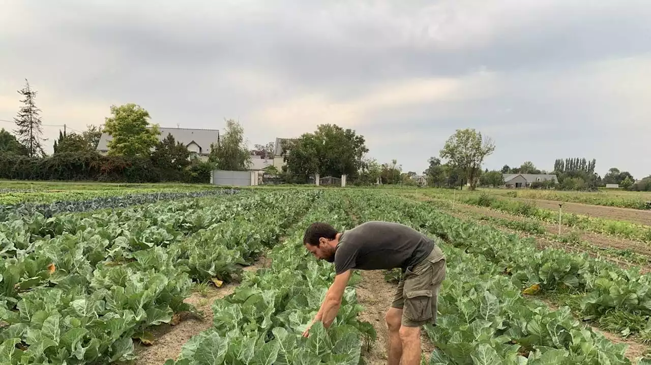 VIDÉO. Quand les épluchures des habitants d’Angers servent d’engrais aux maraîchers