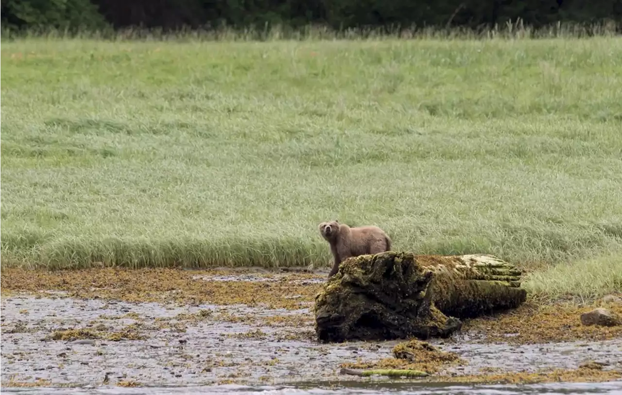 Grizzly that killed two in Banff National Park was old, had bad teeth: Parks Canada