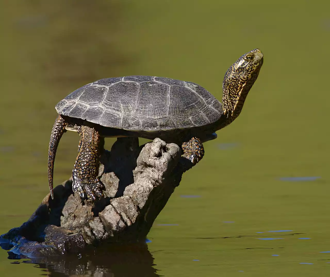 Feds propose protections for turtles that nearly went extinct in Washington state