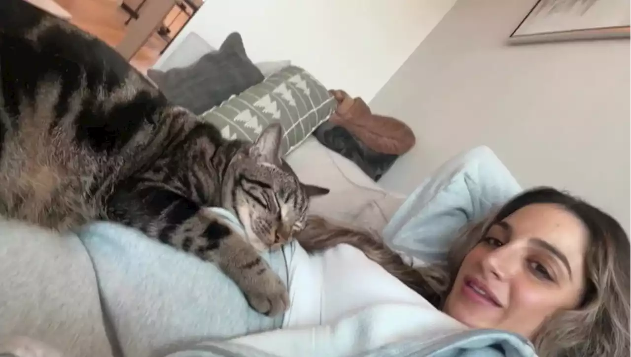 Donna incinta mostra il pancione ai suoi tre gatti: le reazioni diventano un video virale