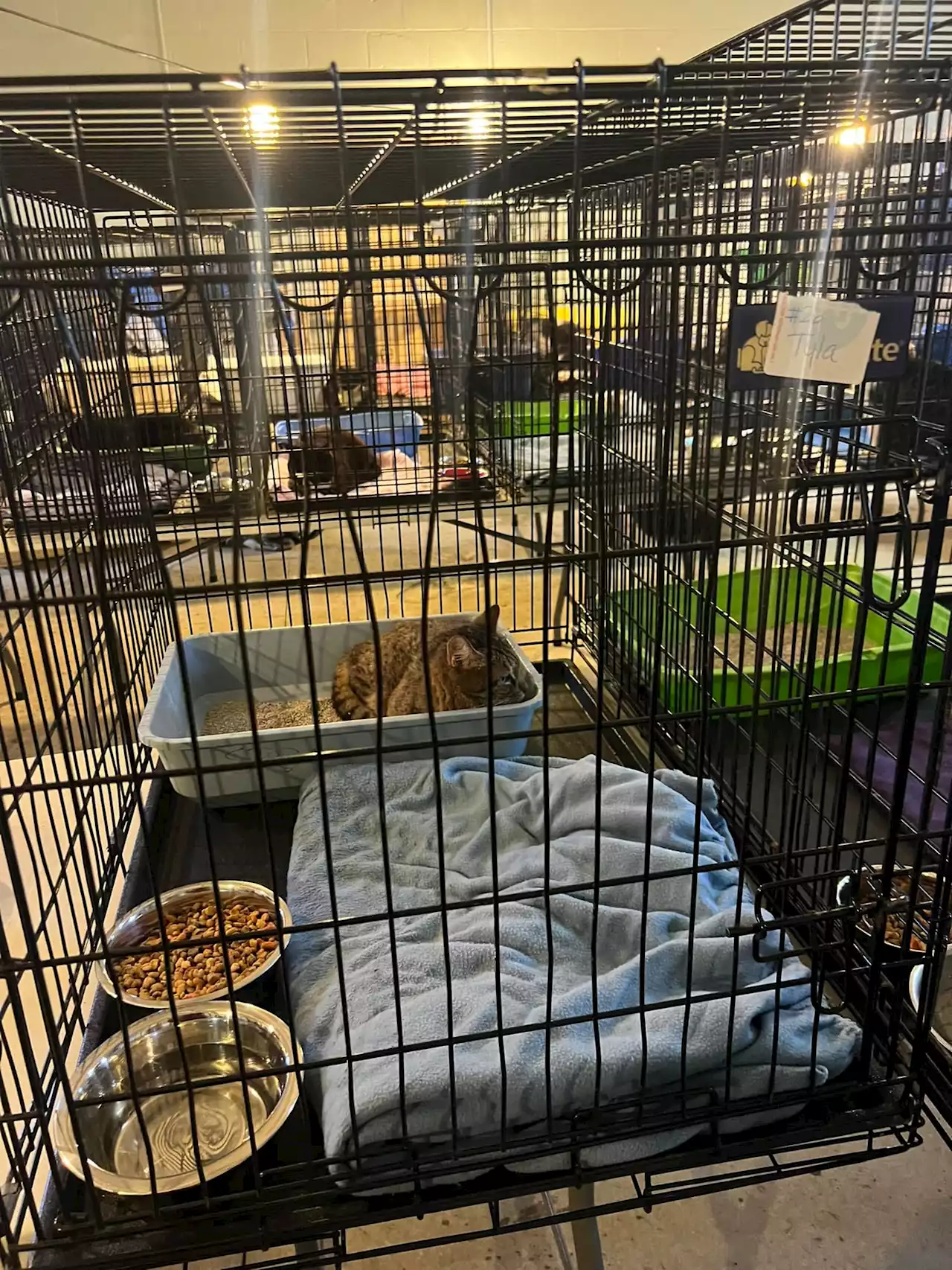 NL West SPCA responds to case of animal hoarding in Corner Brook
