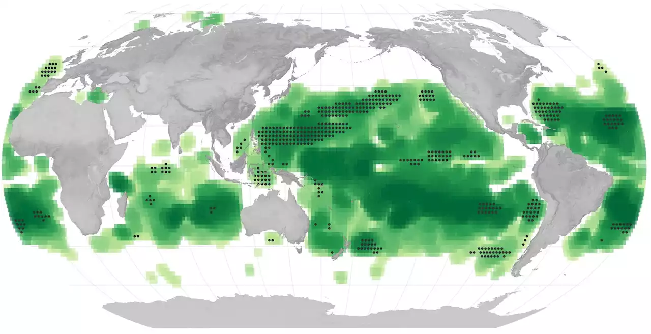 A Sea of Change: Climate Change Is Shifting Our Oceans From Blue to Green