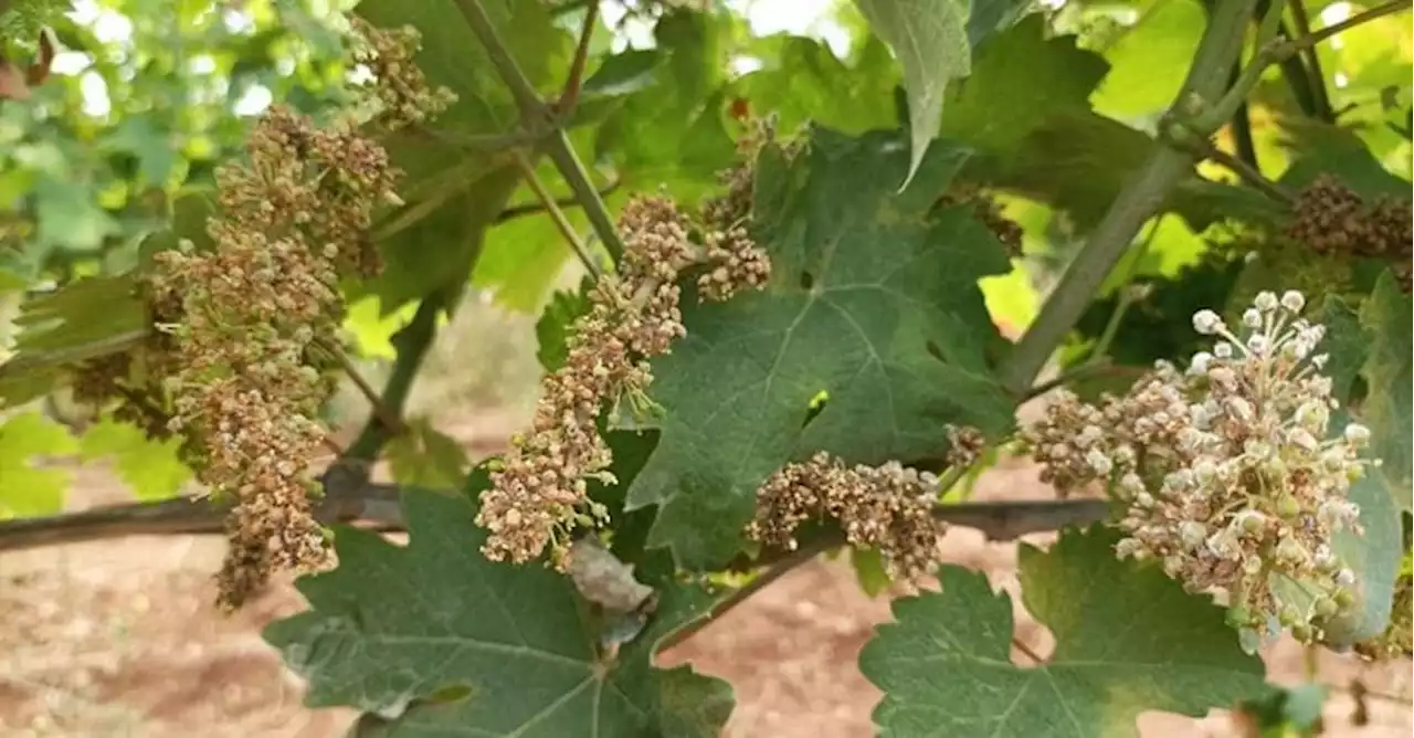 Agricoltura, Dl Asset: più fondi per vino, granchio, blu e biometano