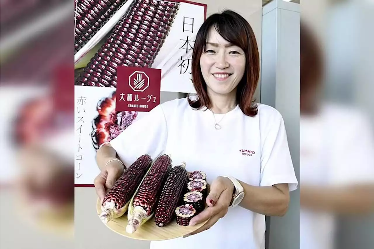 Japan’s first red sweet corn becomes social media ‘jewel’