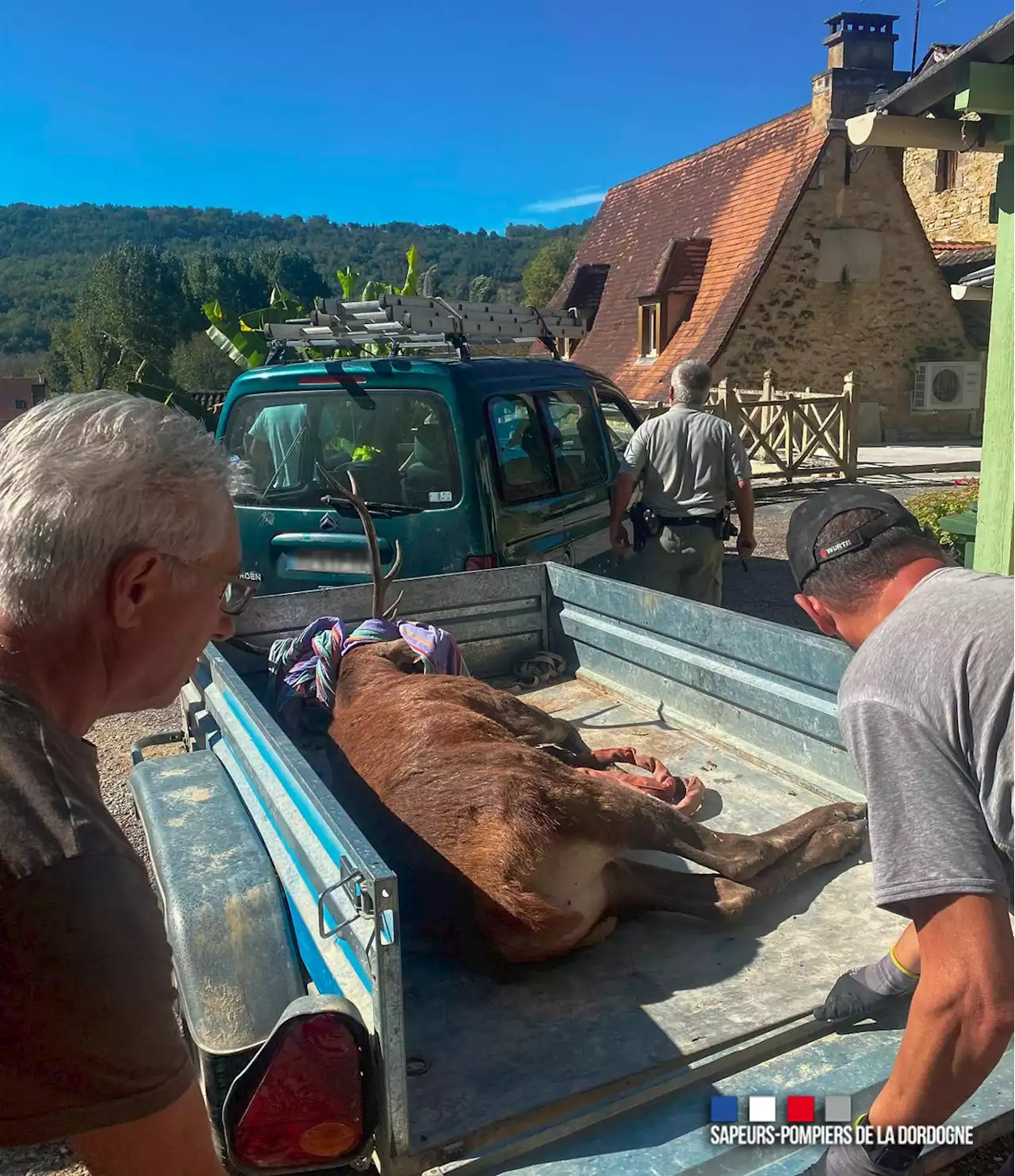 Les pompiers sauvent un cerf prisonnier dans un garage de Dordogne