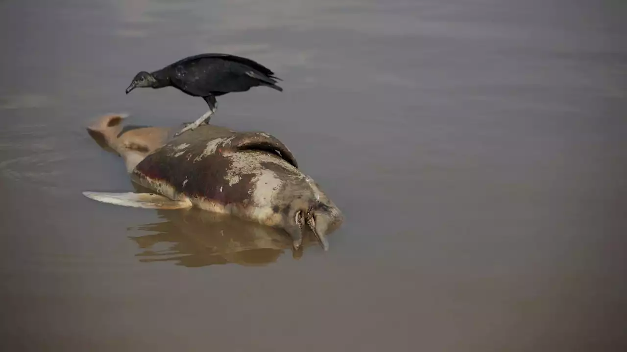 Am Amazonas: Hunderte tote Fluss-Delfine in Brasilien entdeckt