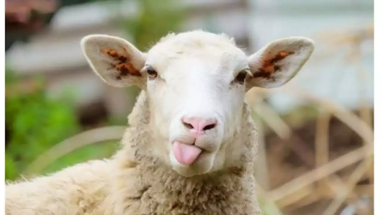 Flock of Sheep Eats Over 600 Pounds of Marijuana Plants