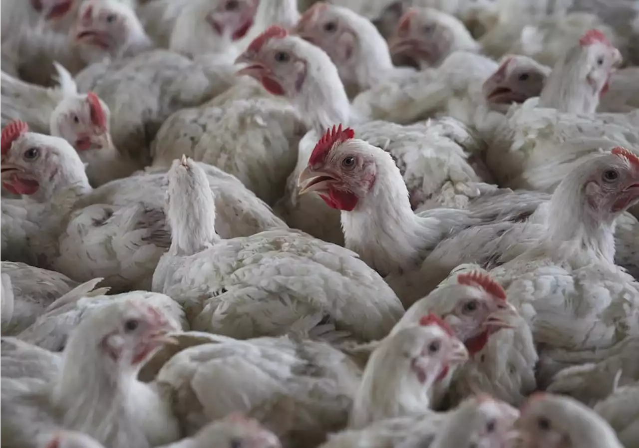 South Africa culls about 7.5 million chickens in an effort to contain bird flu outbreaks