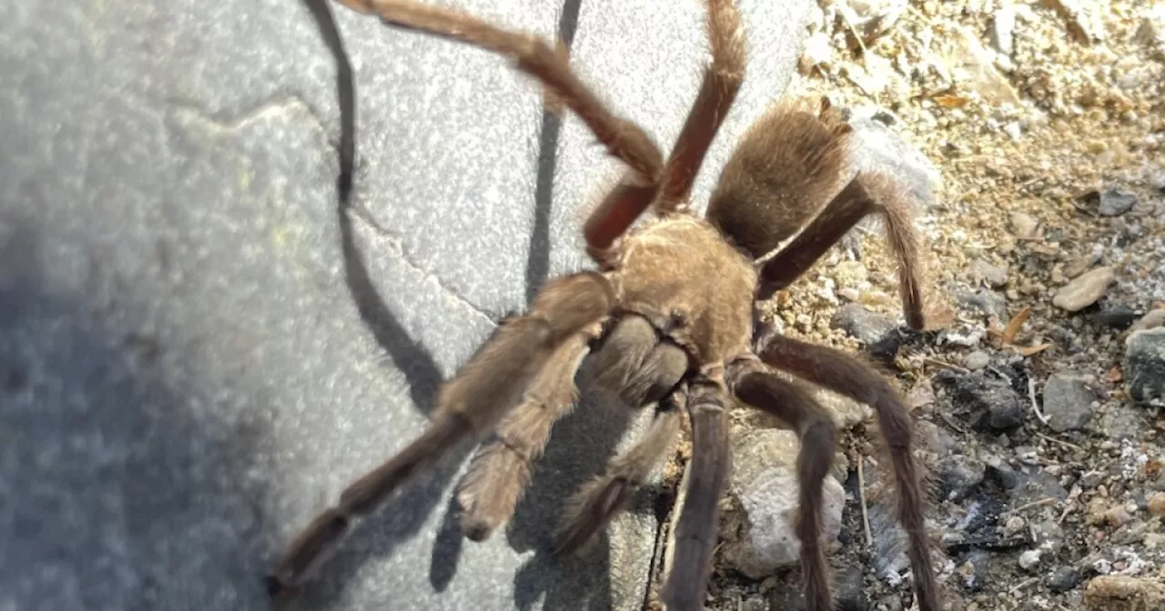 Tarantula causes motorcycle crash in California's Death Valley