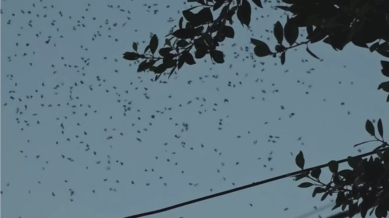 Moths swarm Phoenix neighborhood