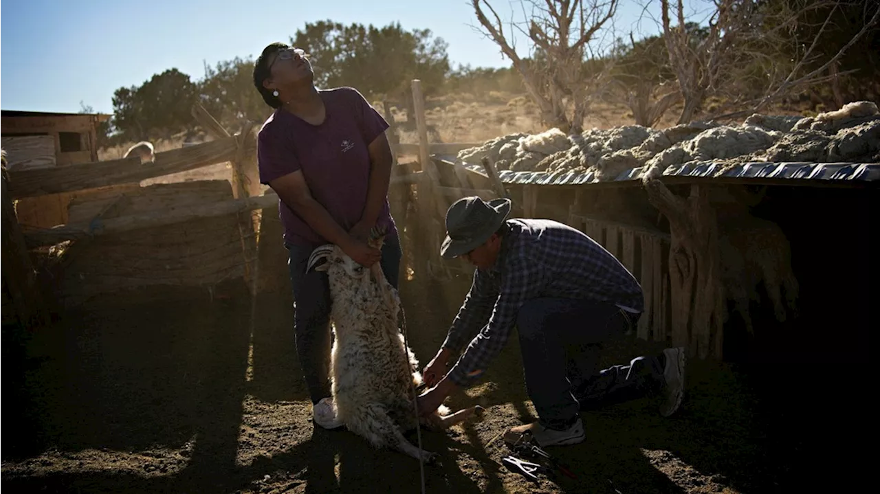 Navajo sheep herding at risk from climate change. Some young people push to maintain the tradition