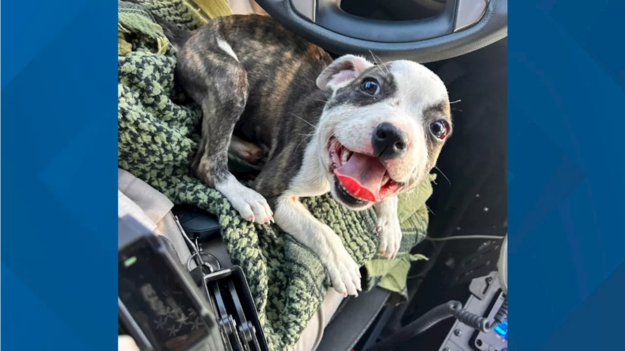 Zip-tied puppy rescued by truck driver along I-10 exit ramp