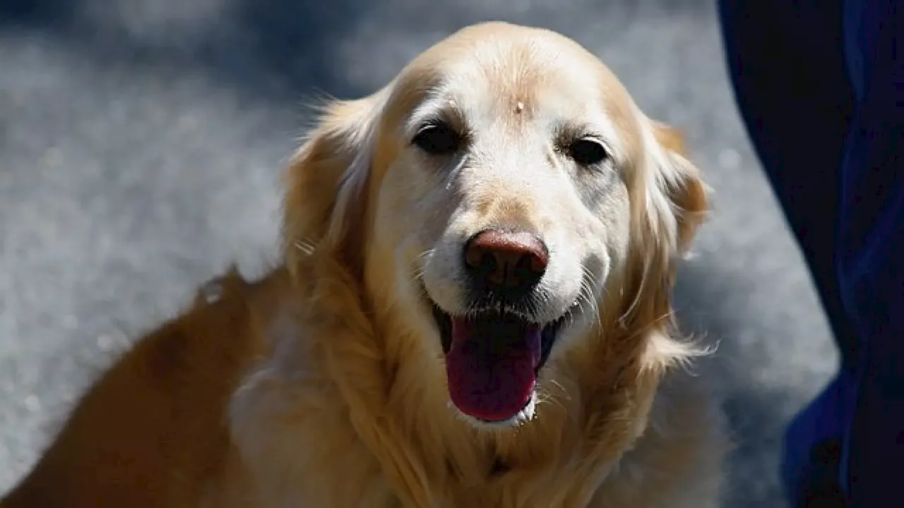 El motivo por el que tu perro siempre te recibe cuando vuelves a casa