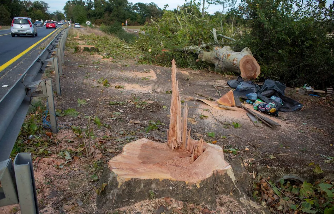 Pas de trêve pour les écureuils qui veillent sur les arbres le long de l'autoroute A69