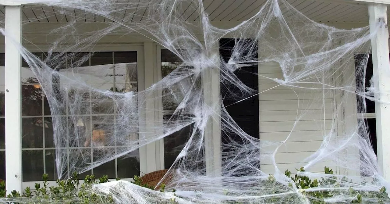 Sydney Council Urges Residents to Avoid Synthetic Spiderwebs in Halloween Decorations