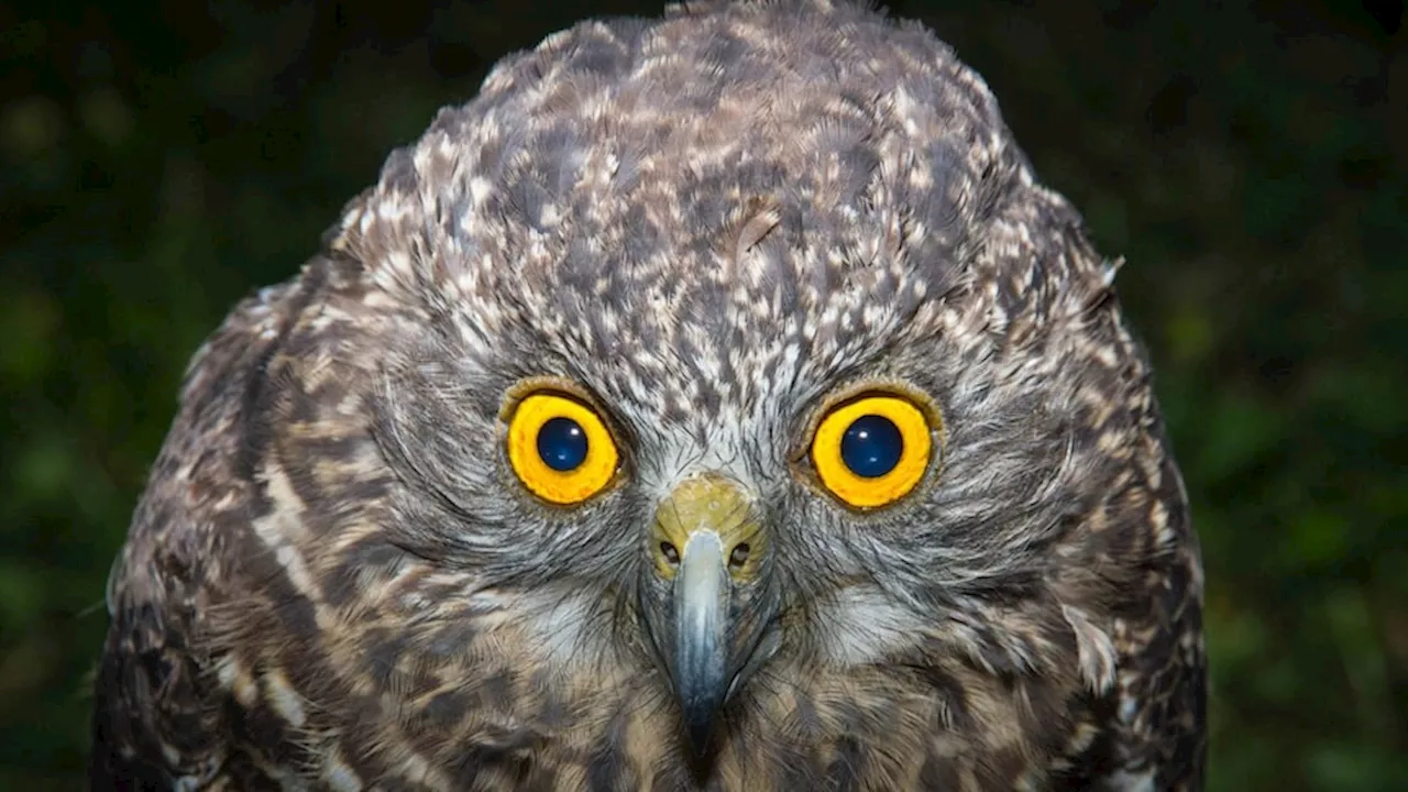 Birdlife Australia's Powerful Owl Project continues in urban NSW, Queensland with help from citizen scientists